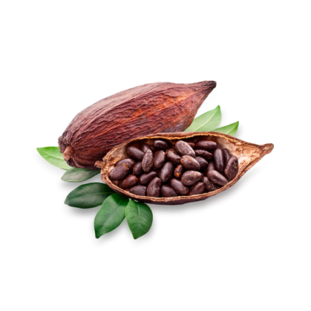 Cocoa Beans From Malaysia