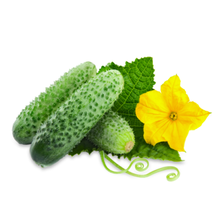 Fresh Green Cucumbers