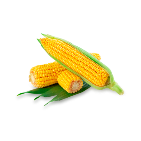 Fresh Corn Variety Caramella